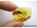 Flower. Fossil inclusion in Baltic amber #6282