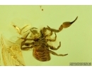 VERY NICE PSEUDOSCORPION, Cheliferidae and Hairy fungus beetle, Mycetophagidae. Fossil inclusions in Baltic amber #6297