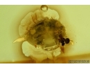 Beetle Anamorphidae and Earwig. Fossil inclusions in Baltic amber #6298
