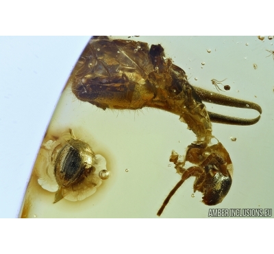 Beetle Anamorphidae and Earwig. Fossil inclusions in Baltic amber #6298