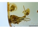 Beetle Anamorphidae and Earwig. Fossil inclusions in Baltic amber #6298