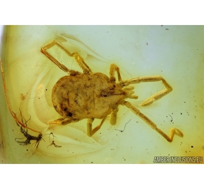 Nice Mite, Trombidiidae. Fossil insect in Baltic Amber #6306
