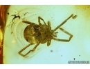 Nice Mite, Trombidiidae. Fossil insect in Baltic Amber #6306