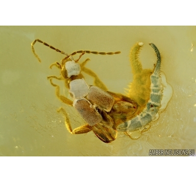 Extremely rare adult winged Earwig, Dermaptera (Male). Fossil insect in Baltic amber #6309