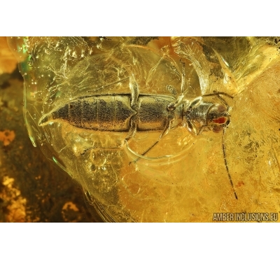 Two Beetles: Longhorn beetle Cerambycidae: Nothorhina and Featherwing-beetle Ptiliidae. Ukrainian Rovno Big 83g! amber stone #6329
