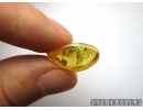    Extremely rare water riffle beetle larva Elmidae. Fossil insect in Baltic amber #6335