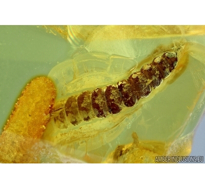 Rare beetle larva, probably Cerambycidae with Fungi. Fossil insect in Baltic amber #6338