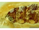 Rare beetle larva, probably Cerambycidae with Fungi. Fossil insect in Baltic amber #6338