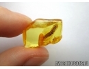Rare beetle larva, probably Cerambycidae with Fungi. Fossil insect in Baltic amber #6338