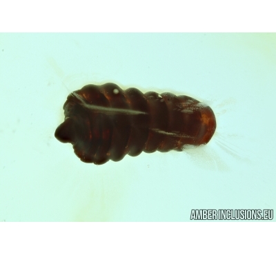 Rare beetle larva, probably Cerambycidae or Buprestidae. Fossil insect in Baltic amber #6339