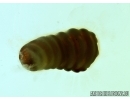 Rare beetle larva, probably Cerambycidae or Buprestidae. Fossil insect in Baltic amber #6339