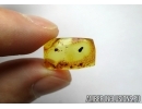 Rare beetle larva, probably Cerambycidae or Buprestidae. Fossil insect in Baltic amber #6339
