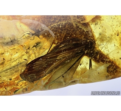 Rare Scorpionfly Mecoptera Bittacidae and More. Fossil insect in BALTIC AMBER #6340