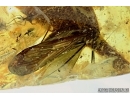 Rare Scorpionfly Mecoptera Bittacidae and More. Fossil insect in BALTIC AMBER #6340