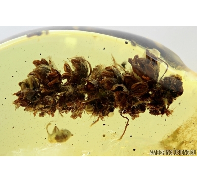 SUPERB, PERFECT OAK FLOWERS ON TWIG!! 5 Millipede, Geophilidae! Moths, Ants and More.  Ukrainian, Rovno amber #6341