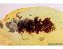 SUPERB, PERFECT OAK FLOWERS ON TWIG!! 5 Millipede, Geophilidae! Moths, Ants and More.  Ukrainian, Rovno amber #6341
