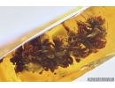 SUPERB, PERFECT OAK FLOWERS ON TWIG!! 5 Millipede, Geophilidae! Moths, Ants and More.  Ukrainian, Rovno amber #6341