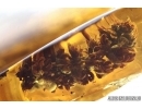 SUPERB, PERFECT OAK FLOWERS ON TWIG!! 5 Millipede, Geophilidae! Moths, Ants and More.  Ukrainian, Rovno amber #6341