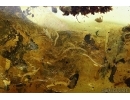 SUPERB, PERFECT OAK FLOWERS ON TWIG!! 5 Millipede, Geophilidae! Moths, Ants and More.  Ukrainian, Rovno amber #6341