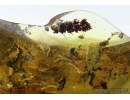 SUPERB, PERFECT OAK FLOWERS ON TWIG!! 5 Millipede, Geophilidae! Moths, Ants and More.  Ukrainian, Rovno amber #6341