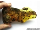SUPERB, PERFECT OAK FLOWERS ON TWIG!! 5 Millipede, Geophilidae! Moths, Ants and More.  Ukrainian, Rovno amber #6341