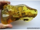 SUPERB, PERFECT OAK FLOWERS ON TWIG!! 5 Millipede, Geophilidae! Moths, Ants and More.  Ukrainian, Rovno amber #6341
