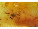 Very rare Neuroptera aquatic larva Mantispoidea Sisyridae, superb Harvestman Opiliones and More. Fossil inclusions in Baltic amber #6345