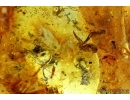 Very rare stone. Many fragments of Bird Feathers, Woodlice and More. Fossil inclusions in Baltic amber #6346
