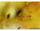 Very rare stone. Many fragments of Bird Feathers, Woodlice and More. Fossil inclusions in Baltic amber #6346