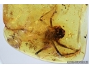 EXTREMELY RARE, BIG ODONATA, DRAGONFLY AQUATIC LARVA. Fossil insect in Baltic amber #6371