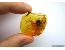 EXTREMELY RARE, BIG ODONATA, DRAGONFLY AQUATIC LARVA. Fossil insect in Baltic amber #6371