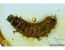Very Nice, Rare Soft winged Flower Beetle larva, Melyridae (Rhadalinae). Fossil insect in Baltic amber #6377