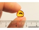 Very Nice, Rare Soft winged Flower Beetle larva, Melyridae (Rhadalinae). Fossil insect in Baltic amber #6377