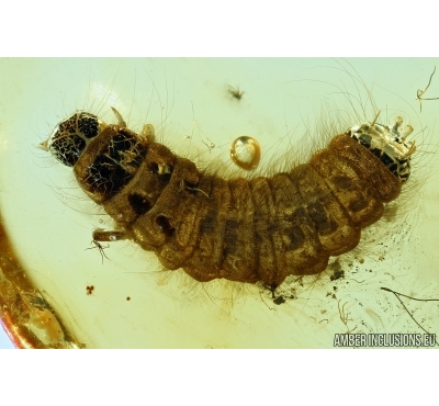 Very Nice, Rare Soft winged Flower Beetle larva, Melyridae (Rhadalinae). Fossil insect in Baltic amber #6377