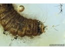 Very Nice, Rare Soft winged Flower Beetle larva, Melyridae (Rhadalinae). Fossil insect in Baltic amber #6377