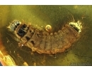 Very Nice, Rare Soft winged Flower Beetle larva, Melyridae (Rhadalinae). Fossil insect in Baltic amber #6377
