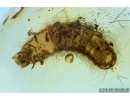 Very Nice, Rare Soft winged Flower Beetle larva, Melyridae (Rhadalinae). Fossil insect in Baltic amber #6377