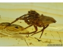 Salticidae, Jumping Spider in Baltic amber #6388