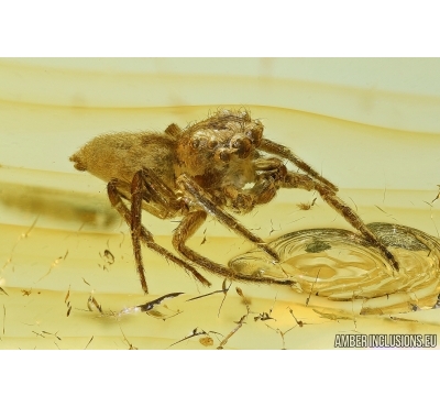 Salticidae, Jumping Spider in Baltic amber #6388