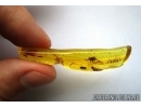 Salticidae, Jumping Spider in Baltic amber #6388