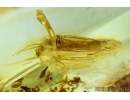 Chaoboridae, Phantom Midge in Baltic amber #6406