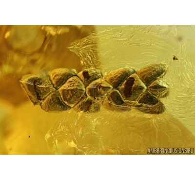 Nice Thuja, Termite and Gnat, Fossil insects in Ukrainian, Rovno amber #6408