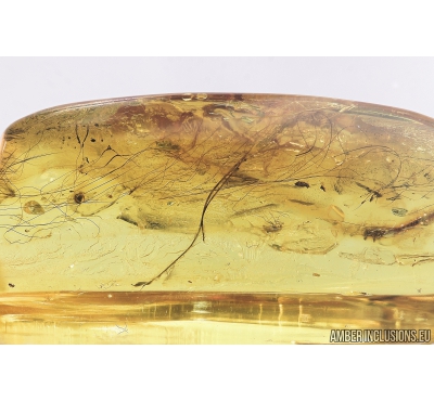 Mammalian hair. Fossil inclusion in Baltic amber #6410