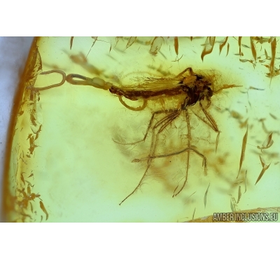 Gnat and three parasitic worms! Fossil inclusuion in Baltic amber #6411