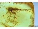 Gnat and three parasitic worms! Fossil inclusuion in Baltic amber #6411