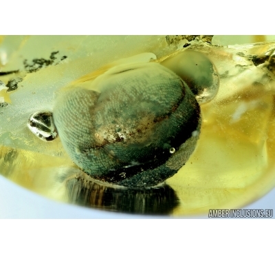 BIG 6mm! SNAIL SHELL, GASTROPODA. Fossil inclusion in Ukrainian, Rovno amber #6422R