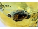 BIG 6mm! SNAIL SHELL, GASTROPODA. Fossil inclusion in Ukrainian Rovno amber #6422R