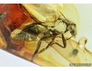 Scirtidae, Marsh beetle. Fossil insect in Baltic amber #6432