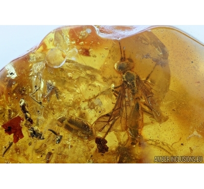 Bark-Gnawing Beetle, Trogossitidae, Promanodes, Wasp and More. Fossil insects in Baltic amber #6439