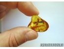 Nice Leaf. Fossil inclusion in Baltic amber #6450